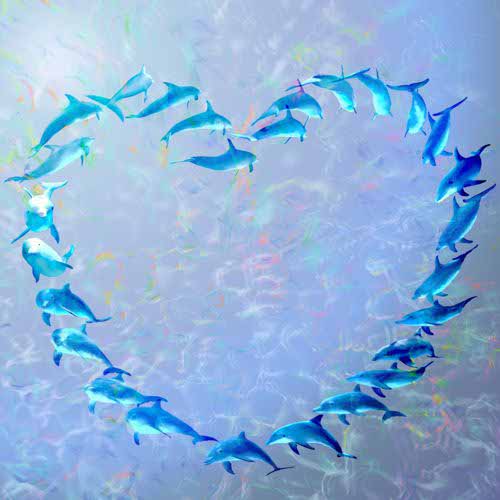 DOLPHINS